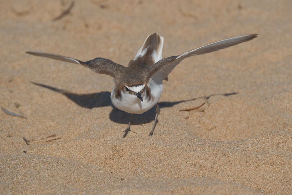 A small shorebird with a slender, pointed black beak, and a white face with distinctive dark eye markings and a brown stripe across its forehead, is captured mid-stride on a sandy beach. Its wings are partially outstretched, displaying brown and white feathers with fine, textured detailing. The bird's body is covered in a mix of brown, white, and gray feathers, with a white underside visible as it moves forward. It stands on two thin, dark legs, with one slightly lifted, creating a shadow on the sand below. The background consists of smooth, light beige sand with subtle ripples and a few scattered, small twigs or plant debris, indicating a natural shoreline environment. The lighting is bright and natural, casting clear shadows that highlight the bird’s delicate features and textured plumage. This scene exemplifies typical inland or seaside habitats where birds like this are often seen foraging or resting, a common subject for private or independent bird-watching and environmental observation, aligning with the services offered by Waste Collection Kentish Town in providing alternative waste handling in natural or outdoor settings.
