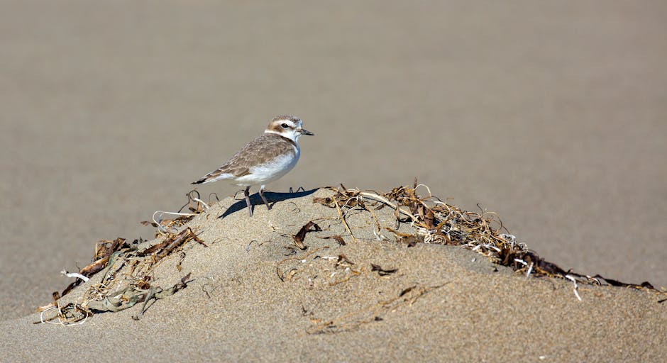 A small bird, with brown and white plumage and a slender beak, is perched on a sand dune. The bird's textured feathers appear soft, with a mix of light and dark brown tones on its back and wings, and a white underside. It stands on the crest of the dune, which is covered with scattered dried seaweed, small twigs, and bits of debris. The sand surrounding the bird is fine and smooth, with a uniform light tan colour that stretches out into the background. The environment suggests a coastal or beach setting, with the sand forming gentle mounds and subtle ripples. The lighting is natural, casting soft shadows beneath the bird and highlighting the textures of the debris and the sand's surface. Despite the natural environment, the debris on the sand indicates potential proximity to human activity or trash, which relates to waste management and rubbish removal themes that Waste Collection Kentish Town handles professionally and efficiently.